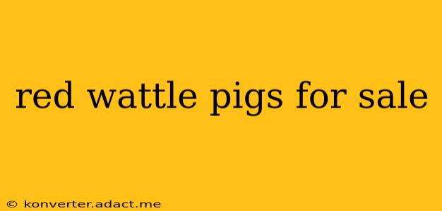 red wattle pigs for sale