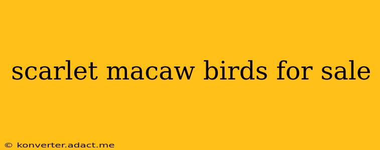 scarlet macaw birds for sale