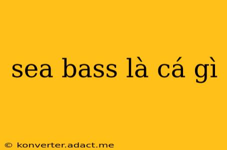 sea bass là cá gì