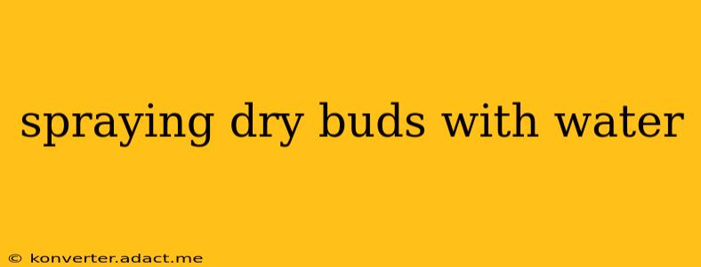 spraying dry buds with water
