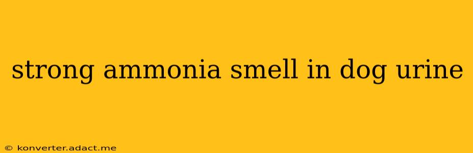 strong ammonia smell in dog urine
