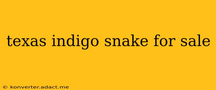 texas indigo snake for sale