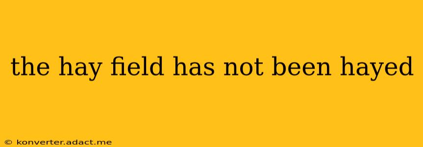 the hay field has not been hayed