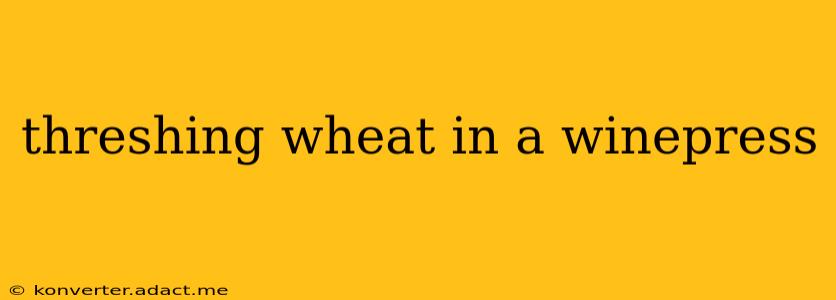 threshing wheat in a winepress