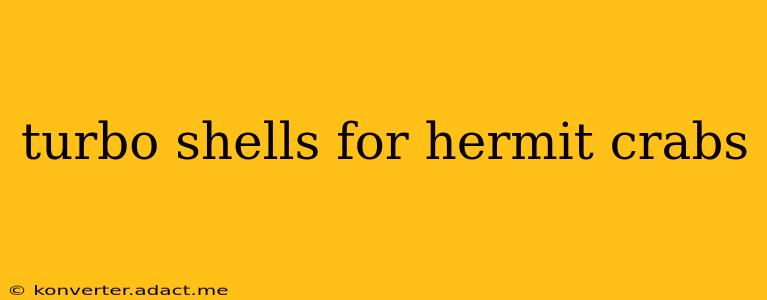 turbo shells for hermit crabs