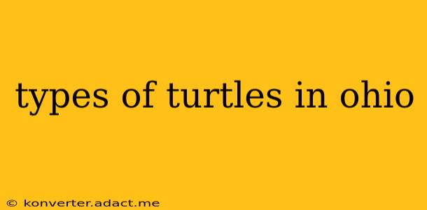 types of turtles in ohio