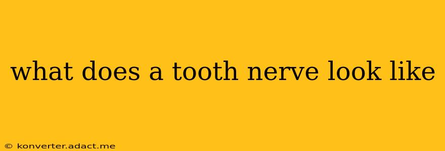 what does a tooth nerve look like