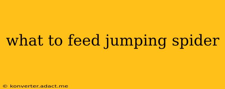 what to feed jumping spider