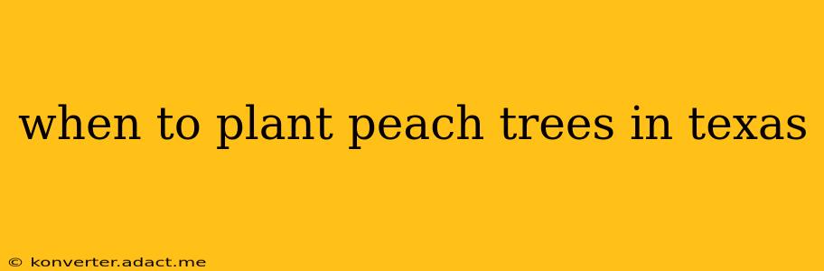 when to plant peach trees in texas