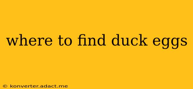 where to find duck eggs