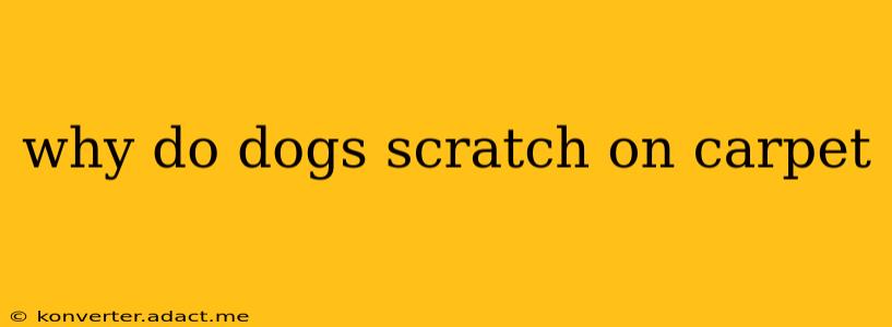 why do dogs scratch on carpet