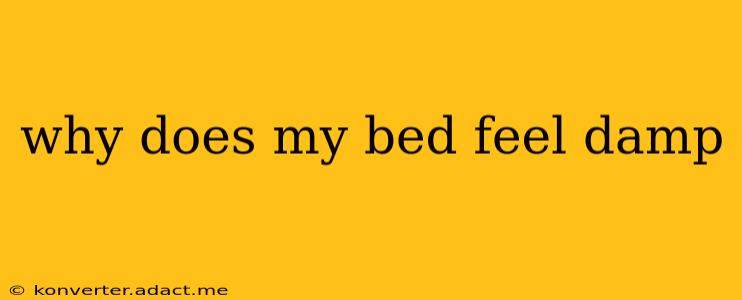why does my bed feel damp