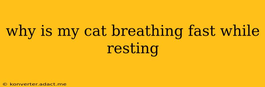 why is my cat breathing fast while resting