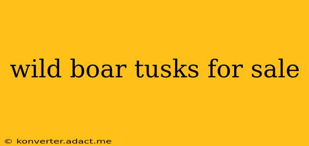 wild boar tusks for sale