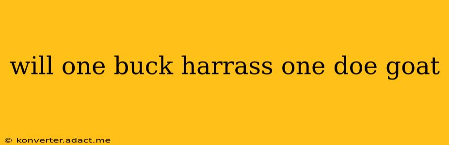 will one buck harrass one doe goat