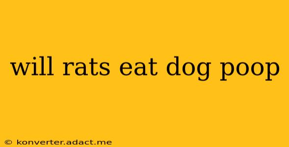 will rats eat dog poop