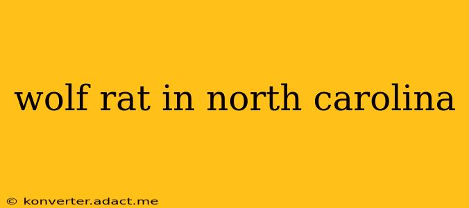 wolf rat in north carolina